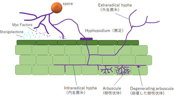 AM菌の共生模式図