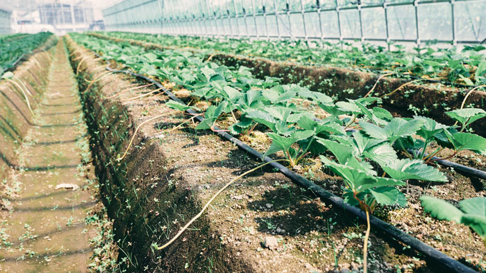 AI潅水施肥「ゼロアグリ」農水省スマート農業実証プロジェクトで収量17.3％増を実証