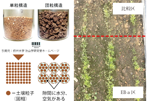 夏の干ばつ対策に　土壌保水率アップ「EB-a」を販売開始　井澤商店