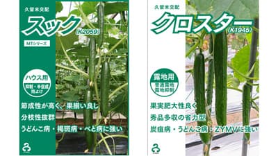 きゅうり新品種「スック」と「クロスター」2月1日発売　久留米原種育成会