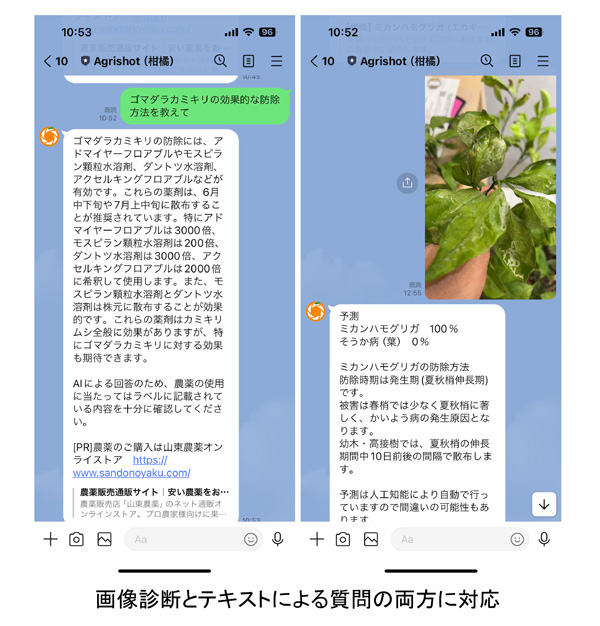 LINEで簡単防除相談　AIで病害虫診断＆防除アドバイスが可能に　アグリショット-1.jpg