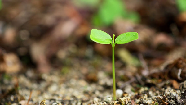バイオ肥料の市場規模　2026年に29億1000万米ドル到達予測