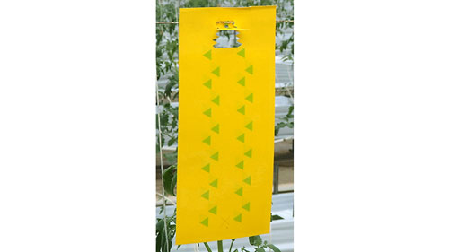 黄色粘着式捕虫シート「ラスボスRタイプ」趣味家向けに発売　サカタのタネ
