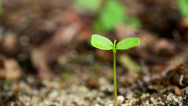 バイオ肥料市場　2026年までにCAGR18%で成長見込み