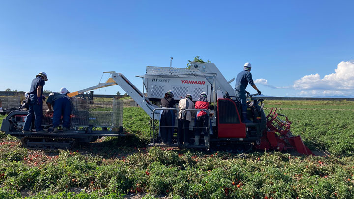 ヤンマー製トマト収穫機「HT1250T」による収穫の様子