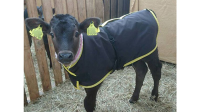 仔牛の防寒保温対策に「カーフジャケット」 アルミにキルト加工で新発売