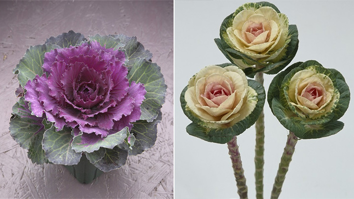 鉢や花壇向きの「矮性種」（左）、切り花向きの「高性種」でキャベツのように葉が丸い「東京丸葉系」