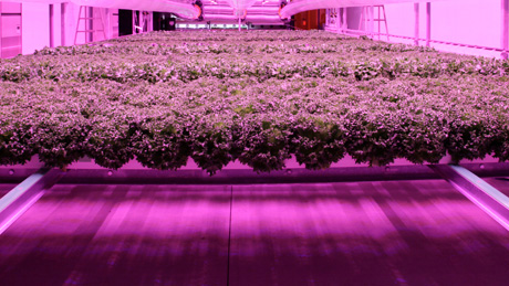 完全人工光オートメーション植物工場「AN」のクレオテクノロジー　1億円を調達