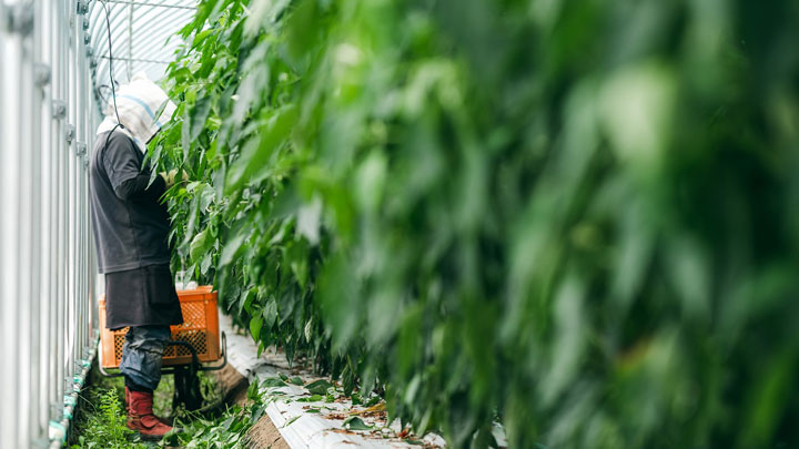 宮崎県発の農業ロボット第2弾「きゅうり自動収穫ロボット」公開　アグリスト