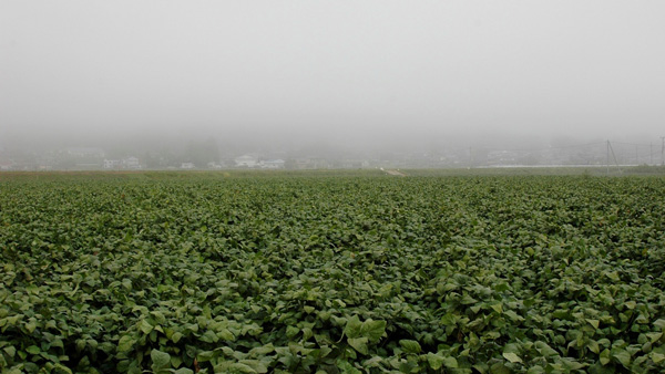 秋が深まる頃、丹波高原に発生する「丹波霧」と呼ばれる濃い霧