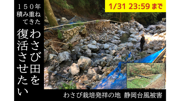 静岡台風被害でCF「わさび田復興プロジェクト」実施中　ユートレマ