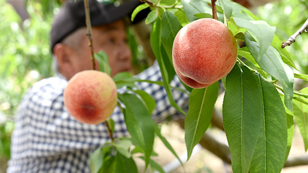 早生桃を収穫する山口さん