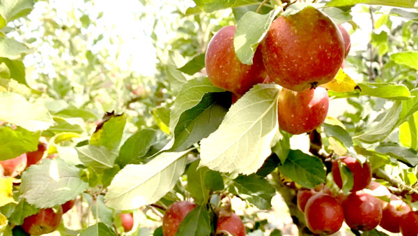 りんごの美味しさを知るなら「農業体験と料理教室ツアー」開催　十和田奥入瀬観光機構