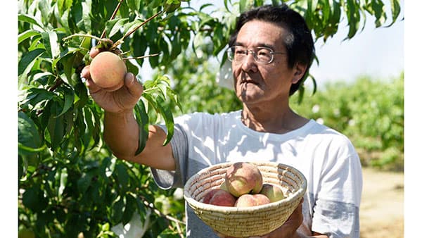 兵庫県川西市　特産早生の「桃」収穫開始　21日に即売会を開催