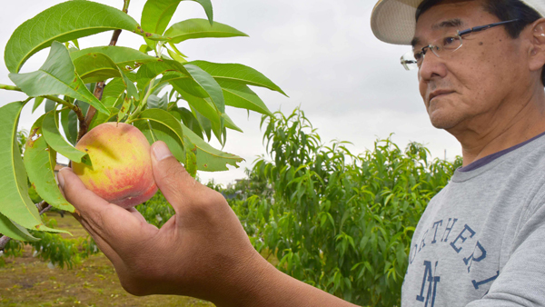 加茂地区で栽培される早生桃