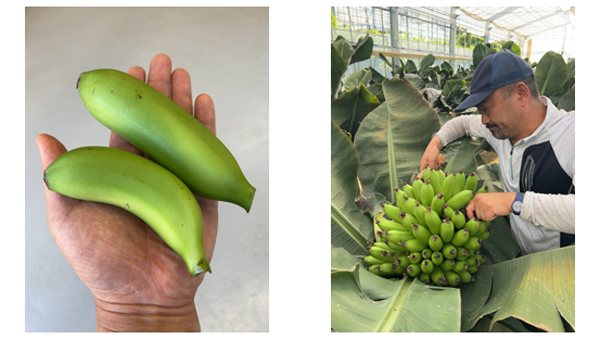 手のひらサイズの「ベイビーバナナ」と「ベイビーバナナ」を栽培する白井農園長