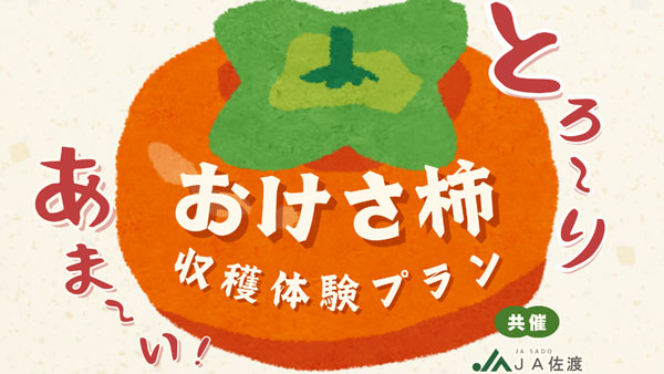 「まるは」の柿をどっさり　ＪＡ佐渡と連携「おけさ柿　収穫体験プラン」発売　佐渡汽船