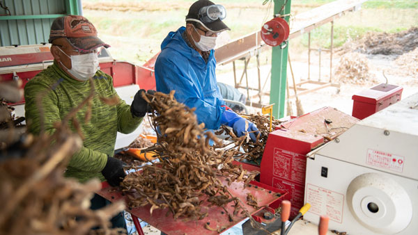 出荷作業の最盛期を迎えた丹波篠山市の「丹波黒」生産者