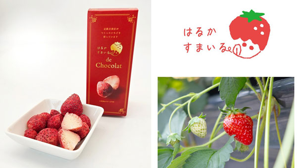 規格外いちご使用チョコ菓子「はるかすまいる de Chocolat」発売　近鉄百貨店