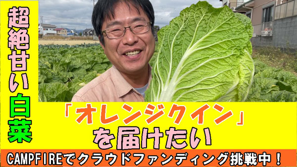 静岡県焼津市の農業系ユーチューバーがCF実施「オレンジクイン」先行販売　三和農園