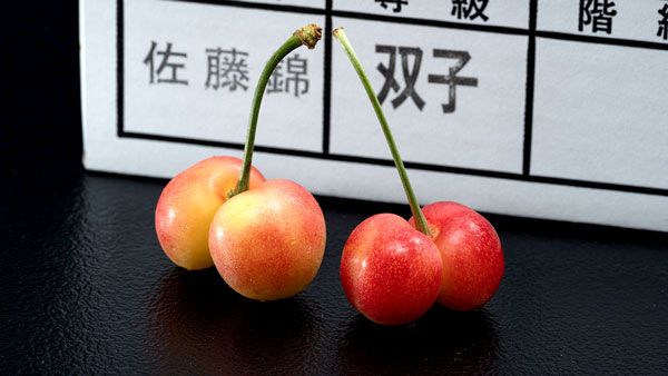 山形県で多発　規格外の双子果「双子さくらんぼ」を商品化　豊洲市場ドットコム