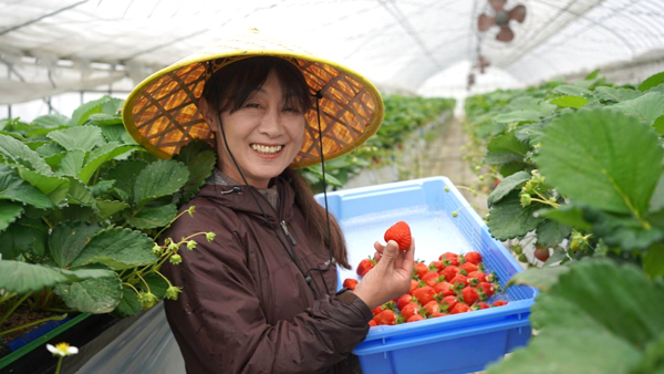 国産夏イチゴ　長野・穂高農園から出荷開始　Japan Fruits
