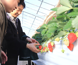 野菜のプランター栽培について写真付きで丁寧に解説